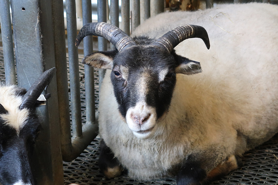 The sheep are sometimes out in the hills. Today they were in.